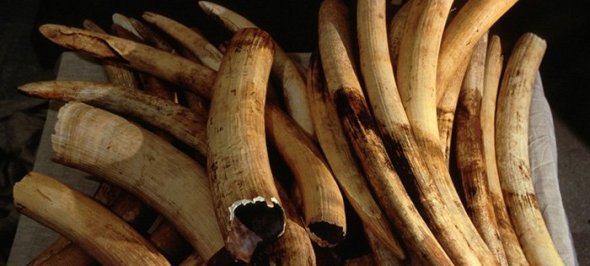 china-ifaw-ivory-01