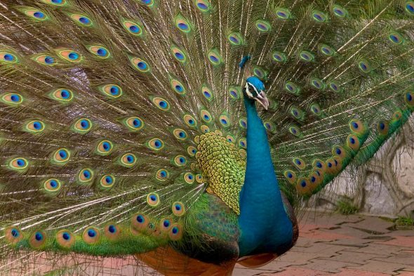 peacock