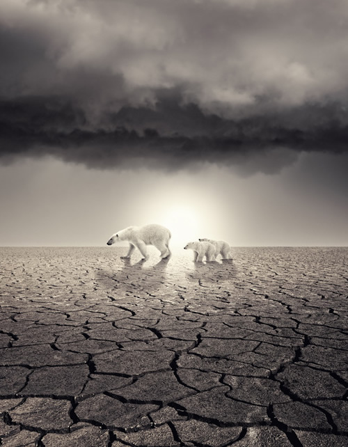 Polar-Bears-In-The-Desert