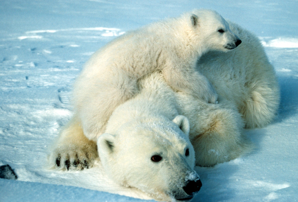 polar_bear_scott_schliebe_usfws
