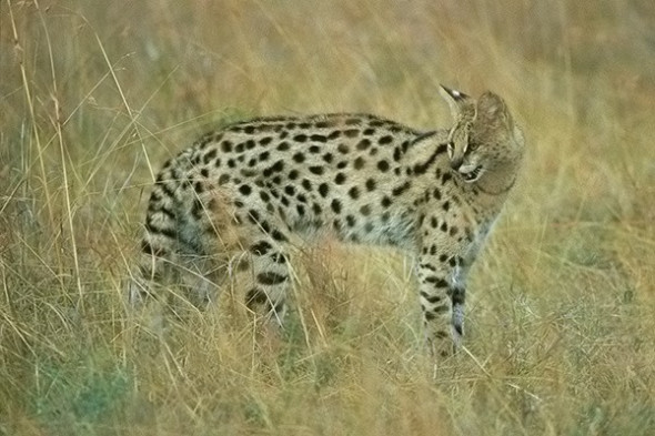 Serval_filtered(1)