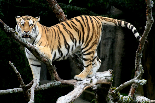 Siberian_Tiger_sf