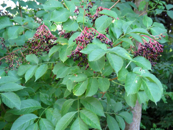 Gewone_vlier__Sambucus_nigra__Black_elderberry@vlier@1@fruit@img_3010