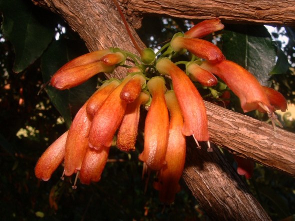 Halleria_lucida_TreeFuschia_flowers_4