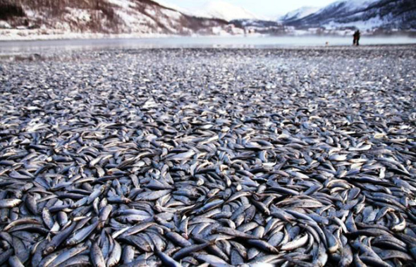 mass-death-fish-troms-norway