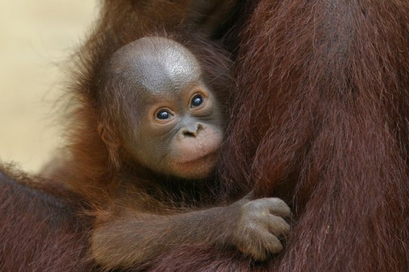 orang-utan-baby