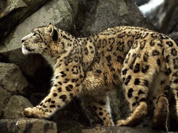 snow-leopard_712_600x450
