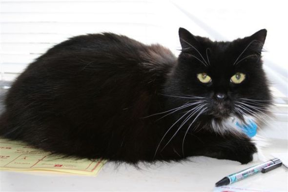 Travels with Lili - Meet Lili the cat, Lili.. Austin 051