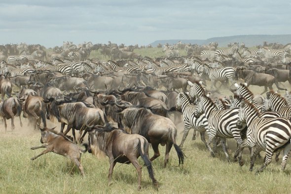 serengeti-wildebeest-zebras