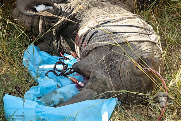 Click to view Rhino Rescue Project Click to view RRP