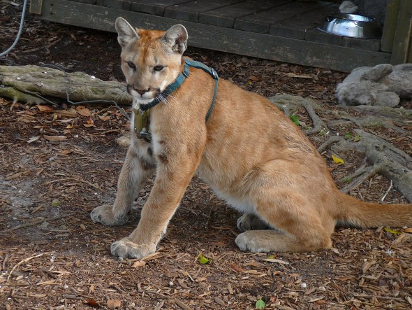 Florida Panther - Critically Endangered - Human Overpopulation has drastically reduced its numbers Captive_Florida_panther_1