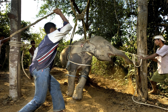 Your money pays for more baby Elephants to be beaten and crushed. Many of them die. elephant (1)