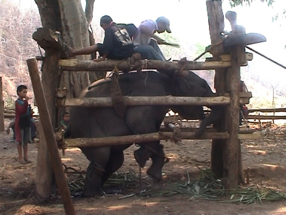 Crushing of baby Elephants for the tourism trade. pajaan_044