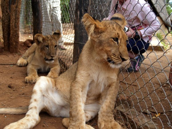 lion-cub-caged-zimbabwe
