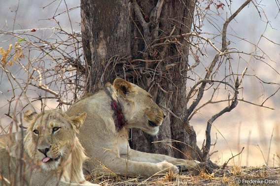 Snared-Lions-Frederike-Otten.jpg.568