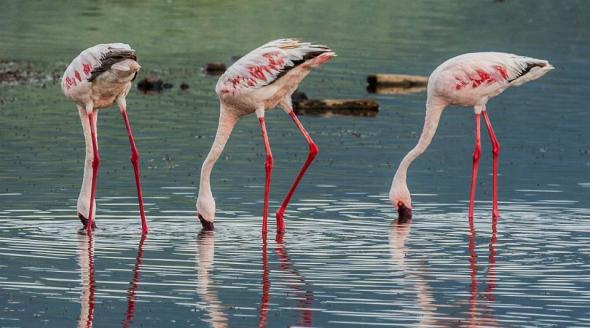 3632_flamingo_03
