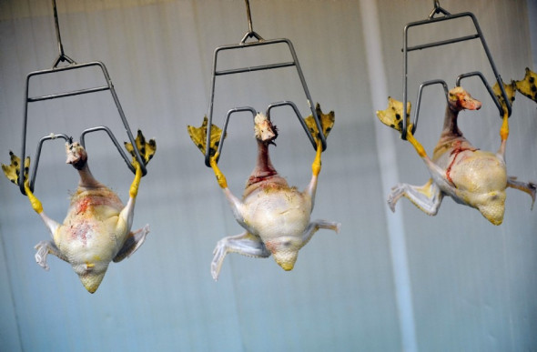 canards-pour-des-foies-gras_128