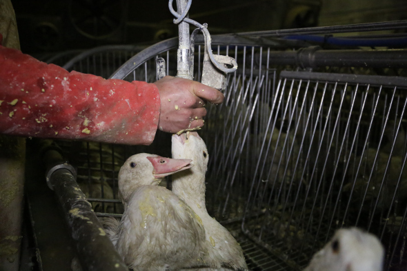 Gavage_industriel_des_canards_à_foie_gras_en_cages_collectives,_France_2012_(2)