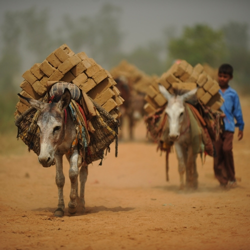 726donkey_work_india