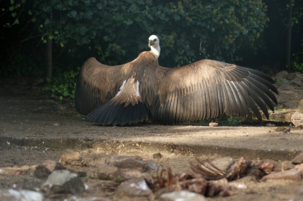 griffon_vulture_by_allaboutbirds-d55sgd9