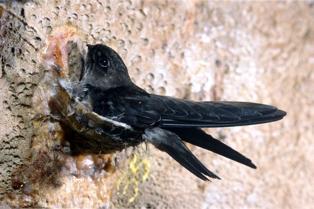 pic_4__adult_blacknest_swiftlet_lck