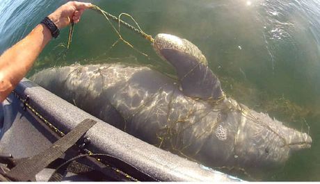 SCN_08-04-2014_EGN_11_SCN070414DOLPHIN_t460