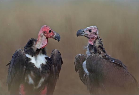 vultures 2