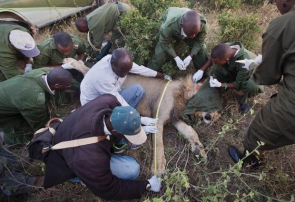 Human and Lion Conflict daily6