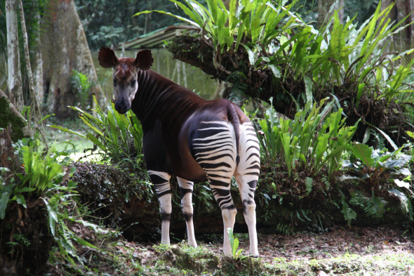 Okapi among plants_OCP