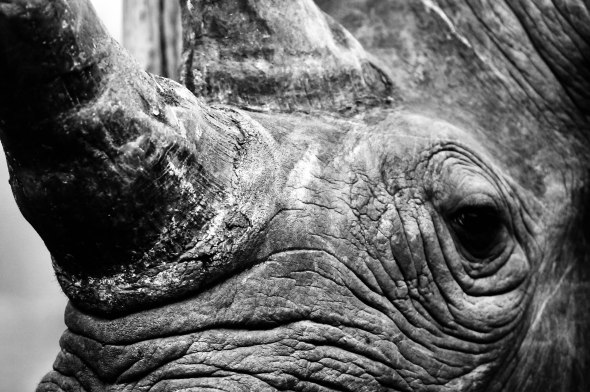 Please-Credit-Max-Drummond