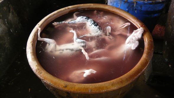 processing-rabbit-for-meat-1