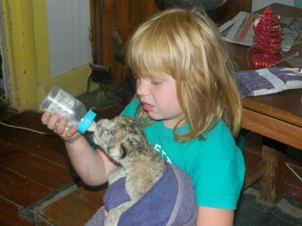 They state they are trying to "bring the Cape Lion back".. This is a cub, where do you think the mother and father is? Mother and Father rear their own. This is breeding to hunt at its very best! where is mum