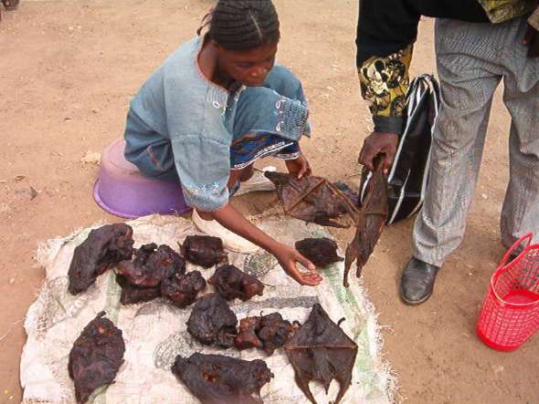 batsbushmeat
