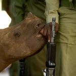 CLICK HERE AND VOTE TODAY - HILARY O'LEARY'S WILDLIFE STILL www.Speakupforthevoiceless.wordpress.com