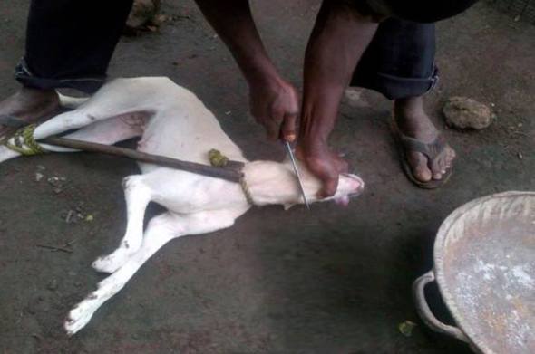 NIGERIAAIRFDOGMEATMARKET