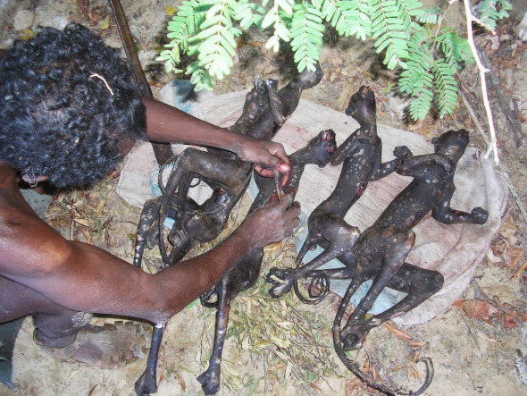 5 sifaka prepared for sale