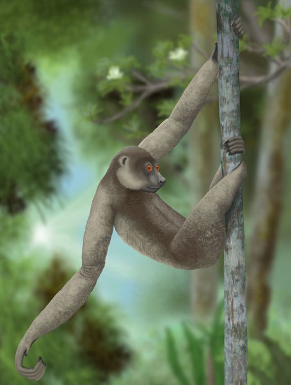 640px-Palaeopropithecus_ingens