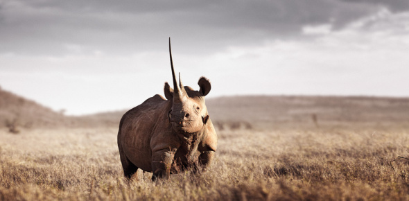 klaus_tiedge_t4_10757_monarch_of_lewa_1