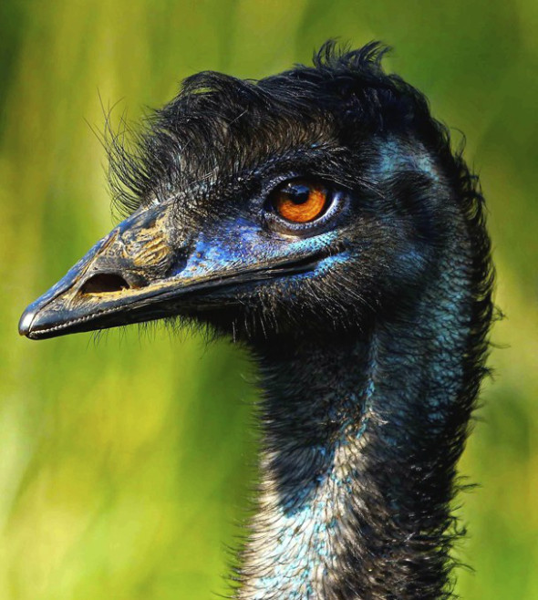 Emu.