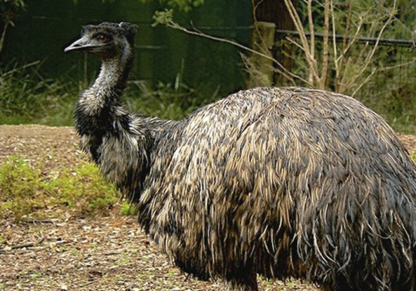 Emu.