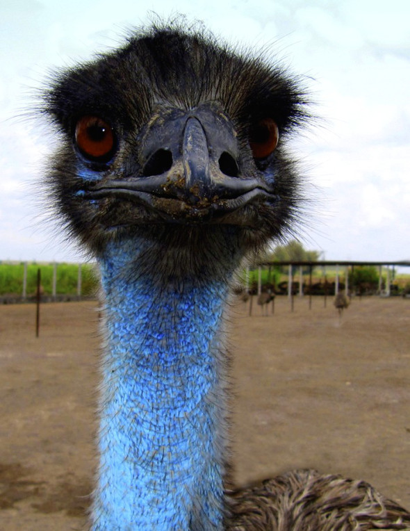 Emu.