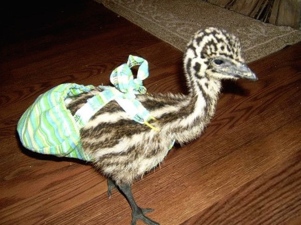 Emu baby 1