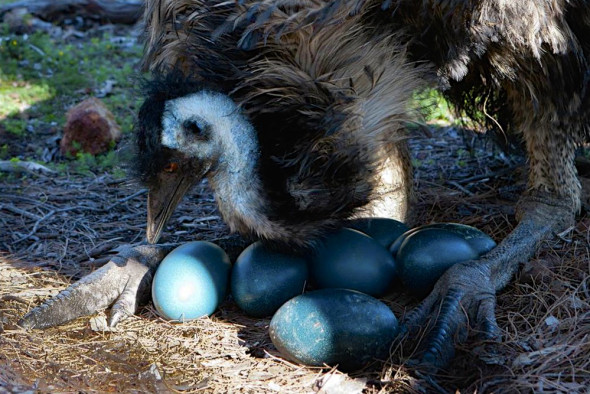emu-eggs