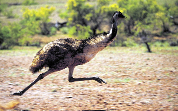 emu running