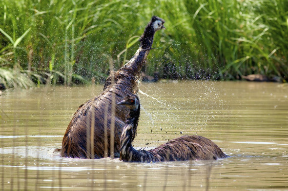 Emus love swimming.