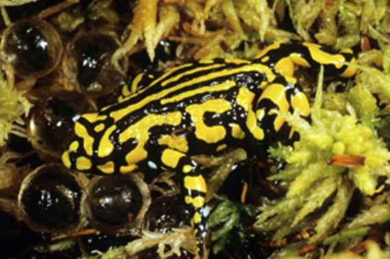 Corroboree Frog nest.