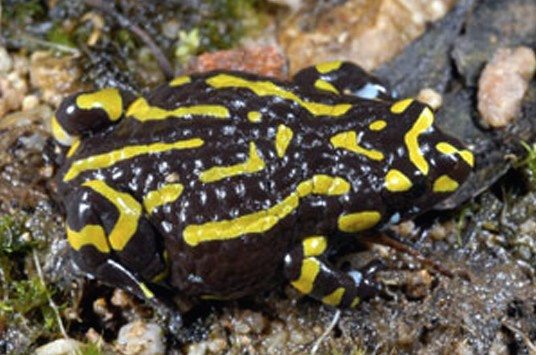 Endangered Northern Corroboree Frog.