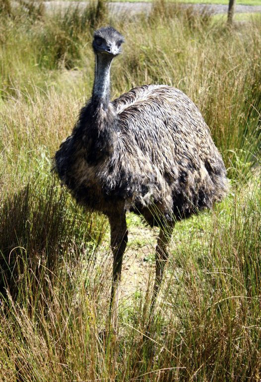 Emu.