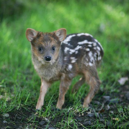 pudu