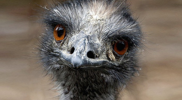 Emu.